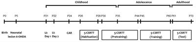 Neonatal 6-OHDA Lesion Model in Mouse Induces Cognitive Dysfunctions of Attention-Deficit/Hyperactivity Disorder (ADHD) During Young Age